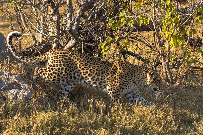 Leopard-climbing-down.jpg
